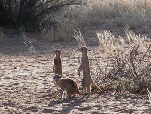 Zarathustra, Logan, unkown meerkat2