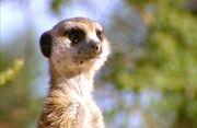 Baddiel in meerkat manor