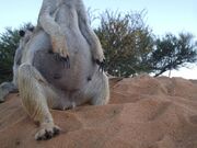 Pregnant meerkat