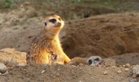 Meerkat with pups