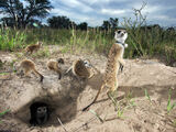 Kalahari Meerkat Project: Meerkat Identification