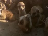 Makgadikadi Meerkats