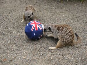 Meerkat Feeding at Paultons Park