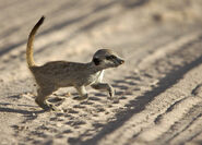 A meerkat baby (Whiskers' pup).