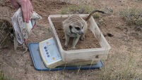 Snickers being weighed