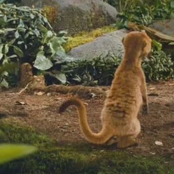 meerkats wiki fandom