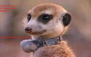 Flower, the Queen of the Kalahari.jpg