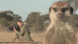 Planet Earth Live meerkat