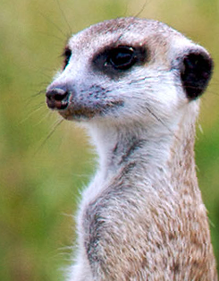 Seacrest Whiskers.png