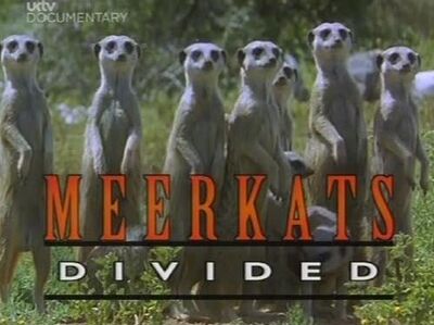 Meerkats Divided.jpg