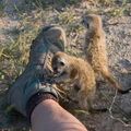 Puppies play with the foot of a man