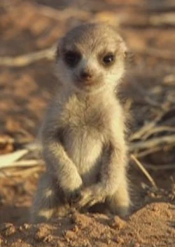 motto kuma OX SAND FROM SCRATCH モットクマ motto kuma OX SAND FROM SCRATCH モットクマ motto kuma OX