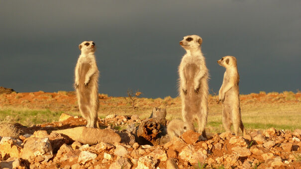 Clan of the Meerkat | Meerkats Wiki | Fandom
