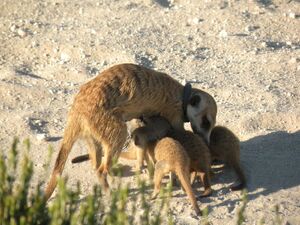 Drie Doring Mist and pups (1)