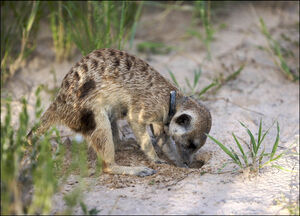 Meerkat-family-rocket-dog0