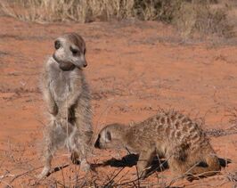 Dominant meerkats(Young Ones group)