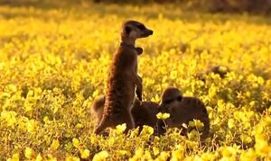 Flower on A Meerkat's Tale