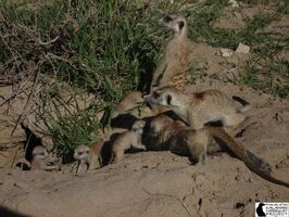 Babysitters and pups(Lazuli group)