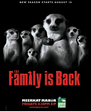 Meerkat Manor photo