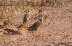 Young Ones playing