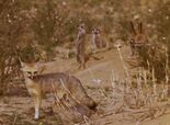 Foxes of the Kalahari