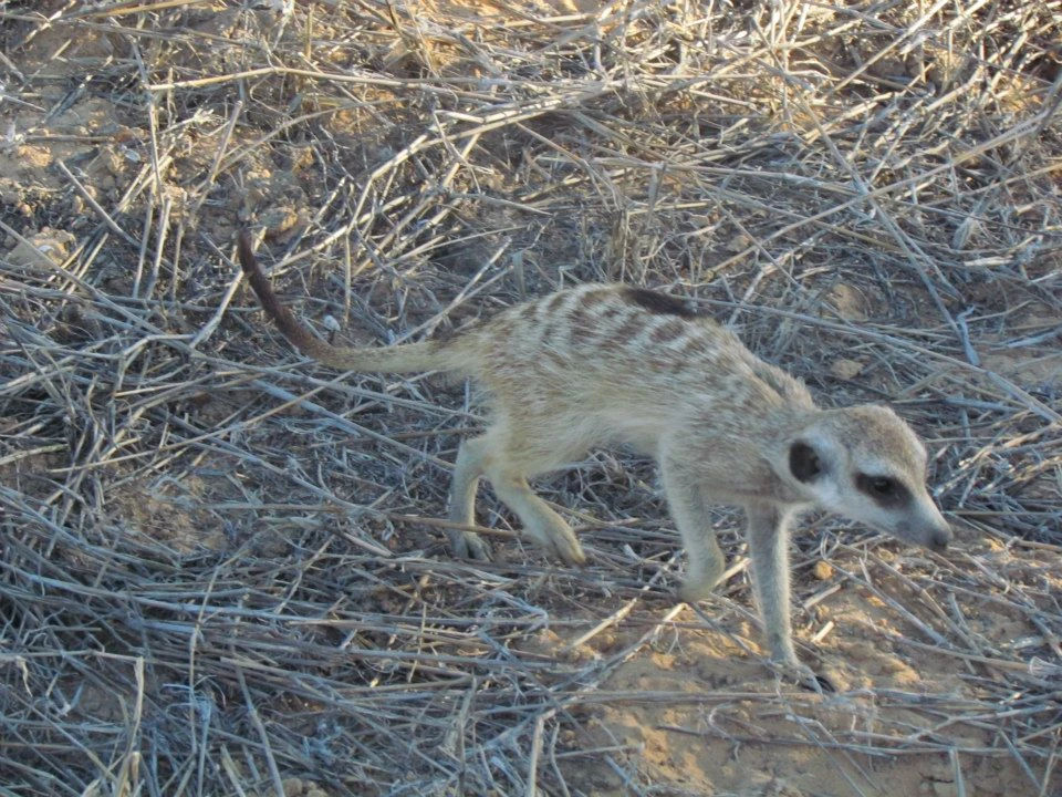 Badger Van Helsing Meerkats Wiki Fandom