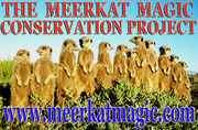 The Meerkat Magic Project