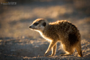 Bearslayer-Whiskers-2013.jpg