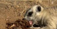 Meerkat Scavenging for Meat