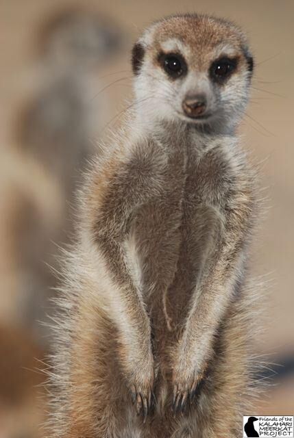 Jogu Whiskers | Meerkats Wiki | Fandom