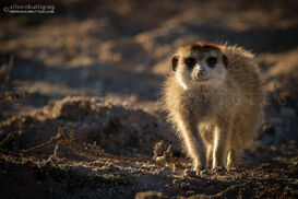 Pet-Whiskers-2013