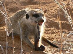 Meerkat eating a millipede