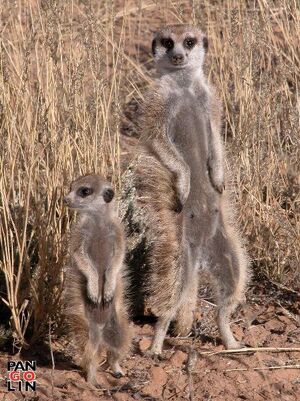 Zorilla and Phoebe