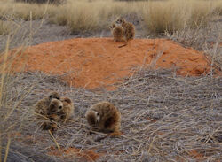 Ewoks at the burrow