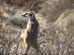 Subordinate Mist on guard