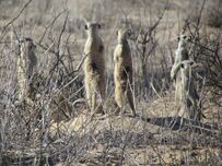 Alert Sequoia meerkats