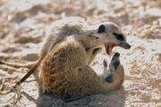 Juvenile meerkats playfighting