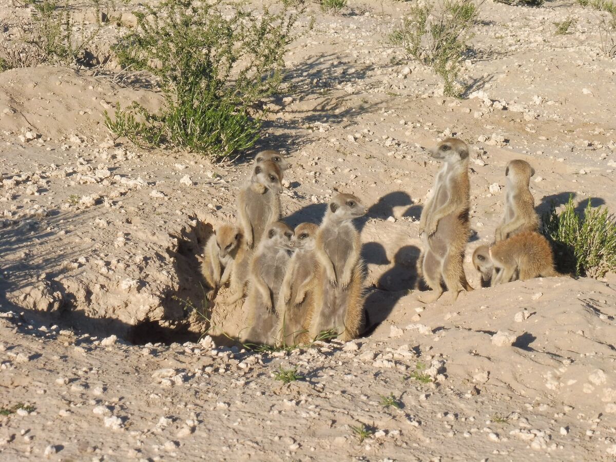 Hakuna Matata Mob | Meerkats Wiki | Fandom