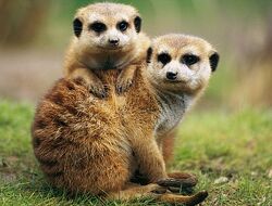 The Meerkats Of Summer Farm Meerkats Wiki Fandom