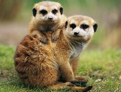 The Meerkats Of Summer Farm The True Story Of Two Orphaned Meerkats And The Family Who Saved Them By Jayne Collier