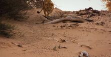 Vanishing Kings: Lions of the Namib