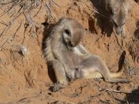 Self grooming meerkat