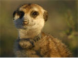 Meerkat Manor Gallery