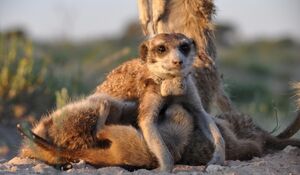 Amarula Nursing (photographer unknown)