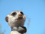 Kung Fu Ningaloo headshot