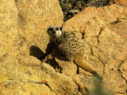 Suricata Suricatta Namaquensis