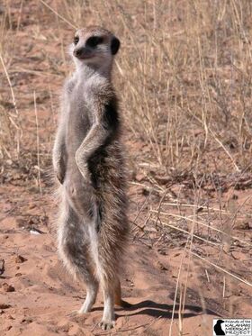 Evicted female meerkat.jpg