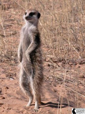 Evicted female meerkat