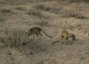 Two Baobab meerkats foraging