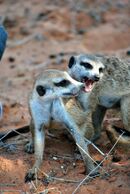 Rascals meerkats play-fighting